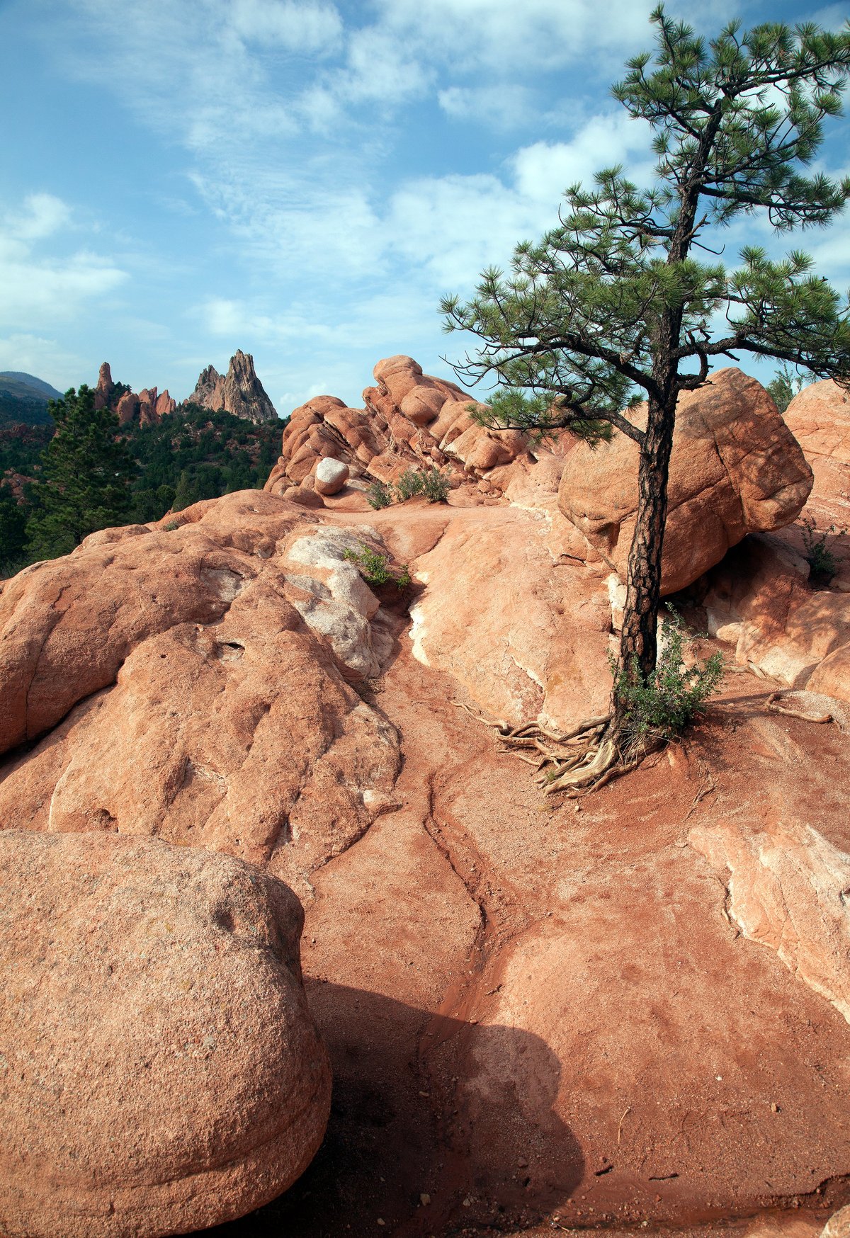 Pine tree on red rocks at Garden of the Gods, Colorado Springs